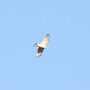 Eurasian Sparrowhawk