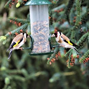 European Goldfinch