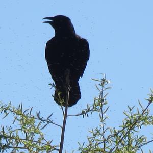 Carrion Crow