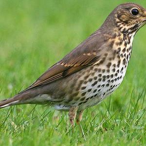 Song Thrush