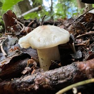 St George`s Mushroom