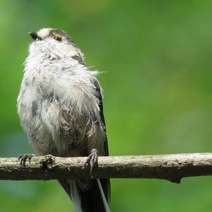 Long-tailed Tit