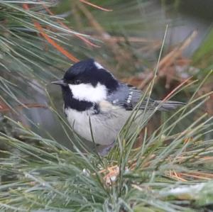 Coal Tit