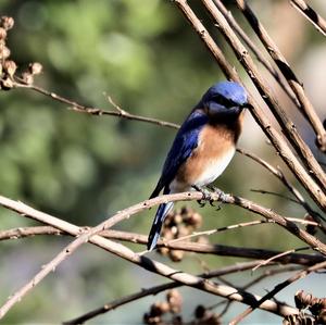 Eastern Bluebird