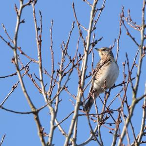 Fieldfare