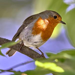 European Robin