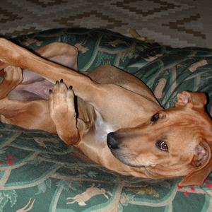 Rhodesian Ridgeback