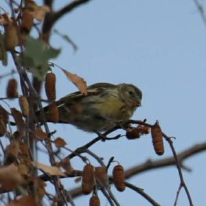 Eurasian Siskin