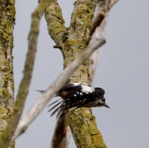 Lesser Spotted Woodpecker