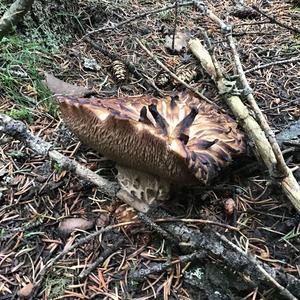 Shingled Hedgehog