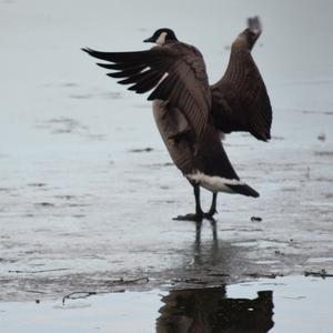 Canada Goose