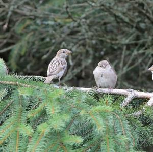 House Sparrow