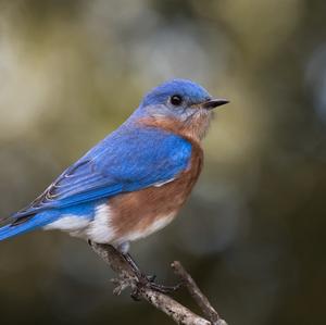 Eastern Bluebird