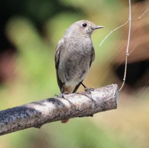 Black Redstart