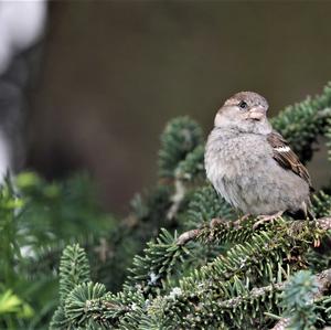 House Sparrow