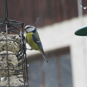 Blue Tit