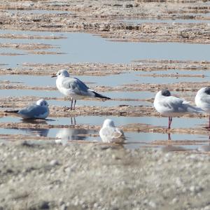 Black-headed Gull