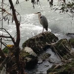 Grey Heron