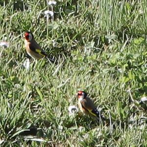 European Goldfinch