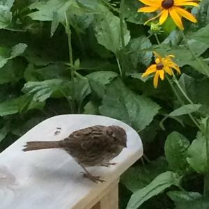 Song Sparrow