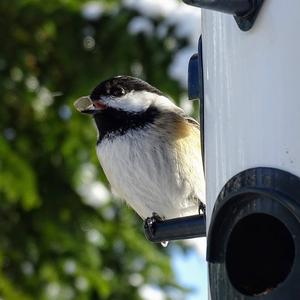 Black-capped Chickadee