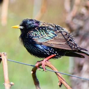 Common Starling