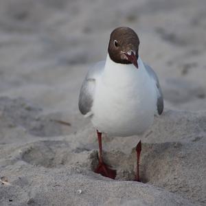 Black-headed Gull