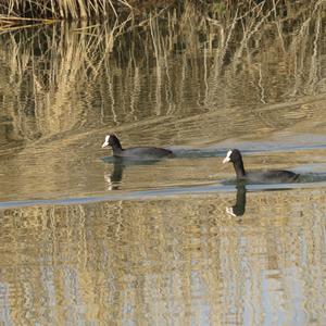 Common Coot