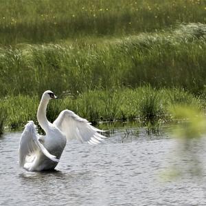 Höckerschwan