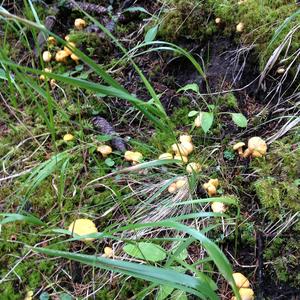 Chanterelle, Common