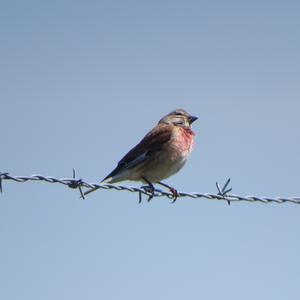 Eurasian Linnet