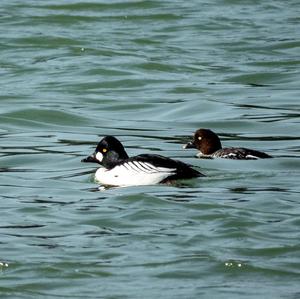 Common Goldeneye