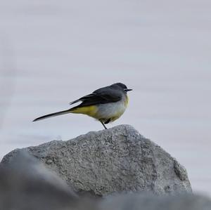 Grey Wagtail