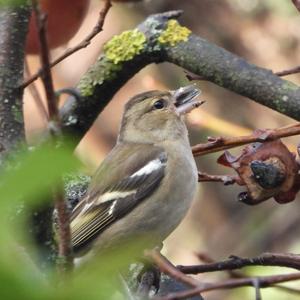 Eurasian Chaffinch