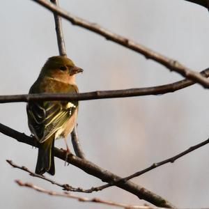 Eurasian Chaffinch