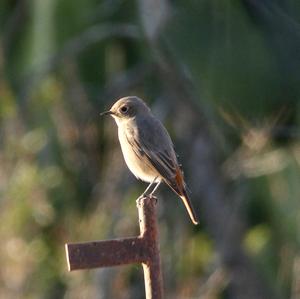 Black Redstart