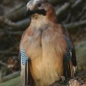 Eurasian Jay