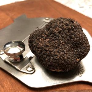 Perigord Truffle