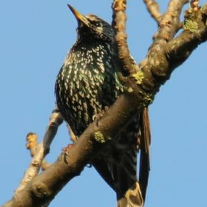 Common Starling