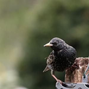 Common Starling