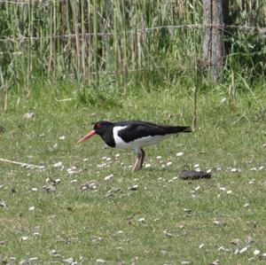 Eurasian Oystercatcher