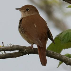 Common Nightingale