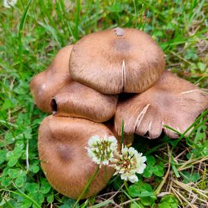 Velvety Psathyrella