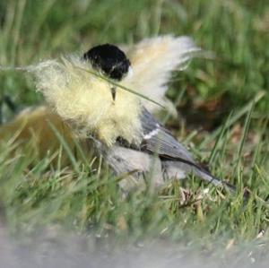 Coal Tit