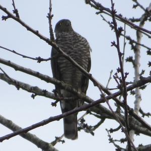 Eurasian Sparrowhawk