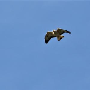 Common Buzzard