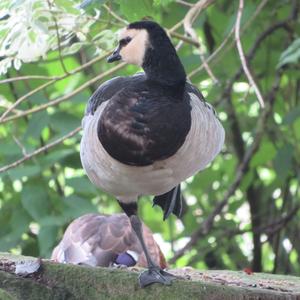 Barnacle Goose