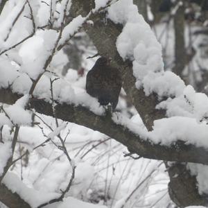 Eurasian Blackbird