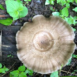 Fawn Mushroom