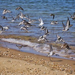 Sanderling